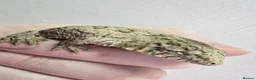 Gecko reptiles for sale: Leachianus Gecko will be high pinks/ high pattern  - Advert 6