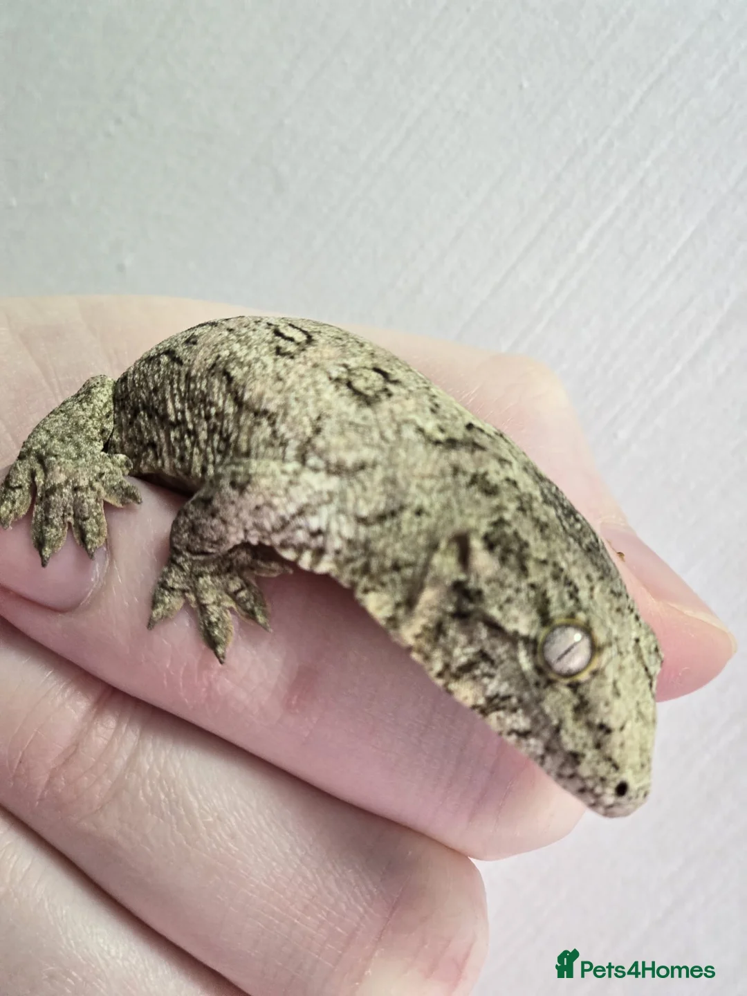 Gecko reptiles for sale: Leachianus Gecko with pinks & high patterns  - Advert 6