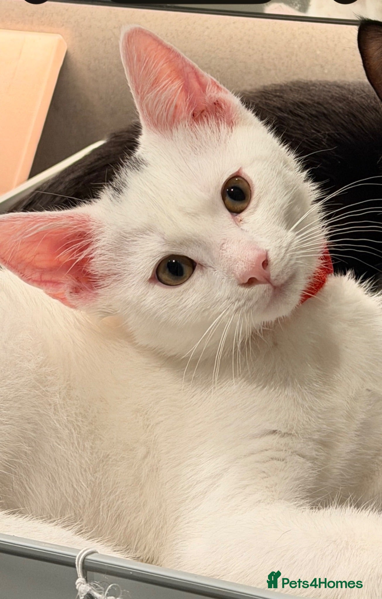 Ragdoll cats 3 Month ADORABLE 1/4 Ragdoll White Cat MALE - Advert 5