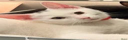 Ragdoll cats for sale: 3 Month ADORABLE 1/4 Ragdoll White Cat MALE - Advert 1