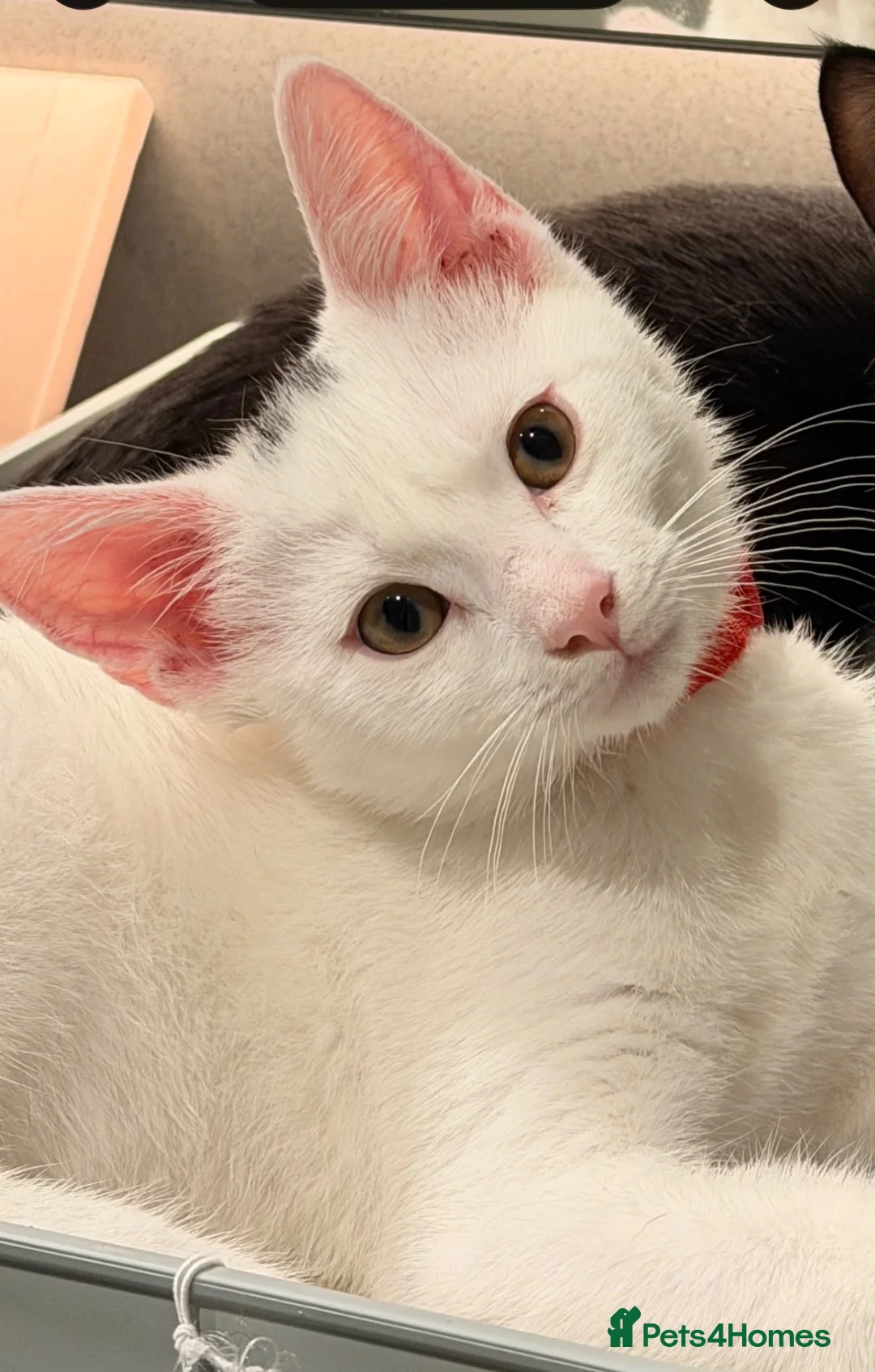 Ragdoll cats for sale: 3 Month ADORABLE 1/4 Ragdoll White Cat MALE - Advert 1