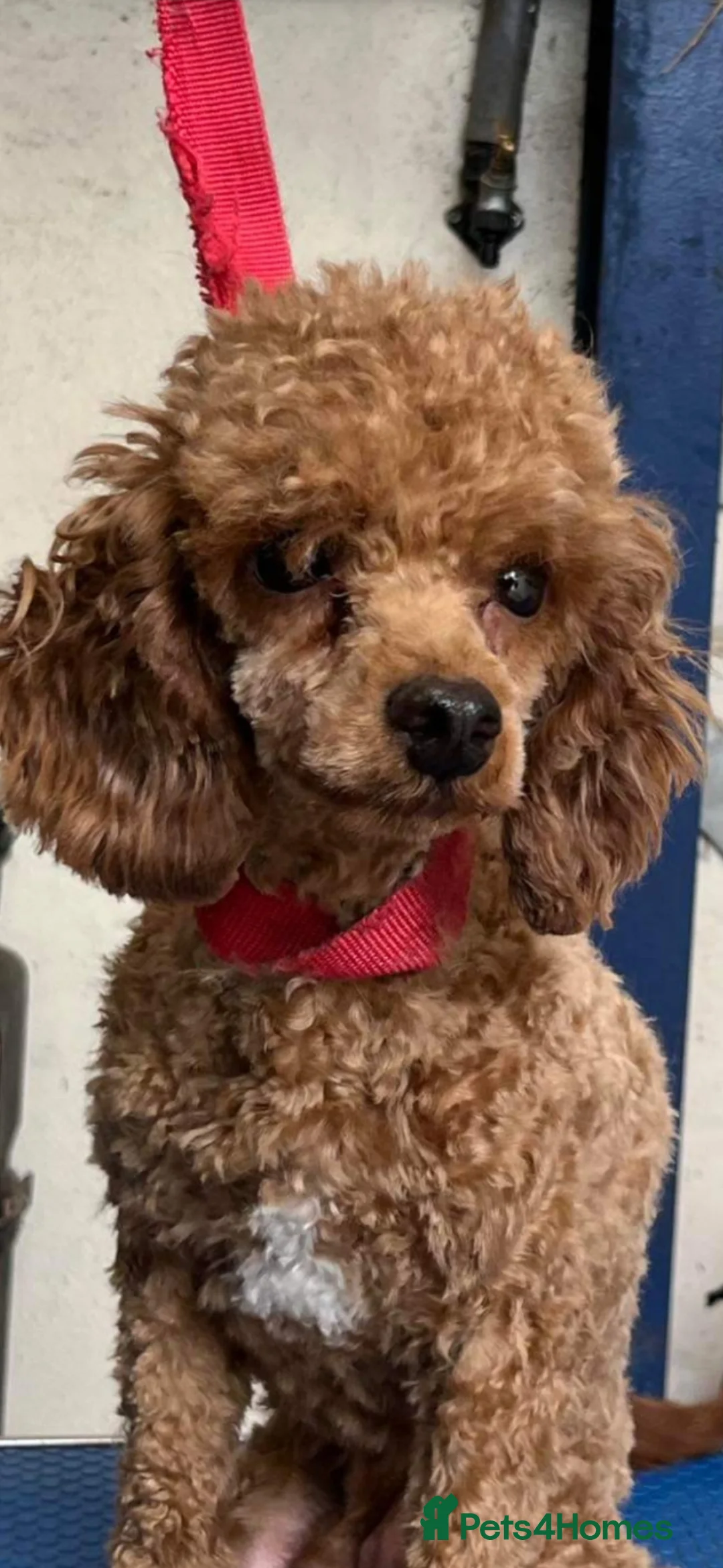Labradoodle dogs for sale: Miniature Labradoodles   - Advert 2
