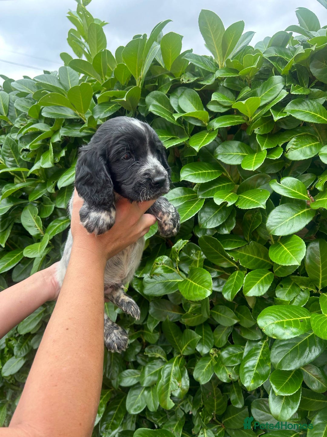 Cocker Spaniel dogs for sale: Beautiful litter of working cocker spaniel puppy’s - Image 11