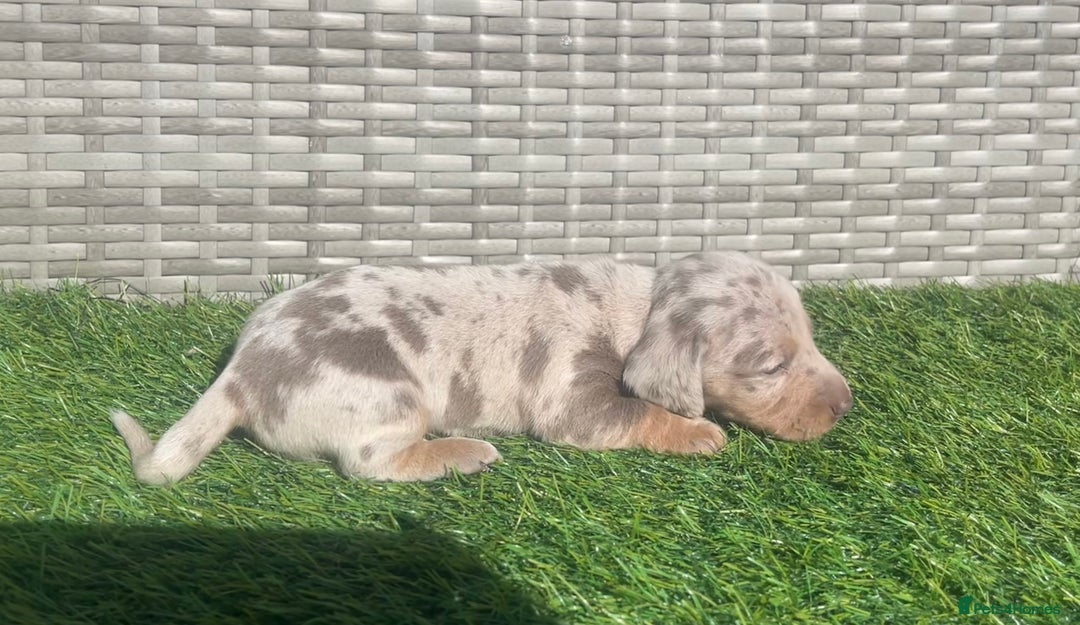 Miniature Dachshund dogs for sale: STUNNING KC REG MINIATURE DAPPLE DACHSHUNDS  - Image 10