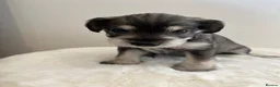 Miniature Schnauzer dogs for sale: KC Pedigree Miniature Schnauzer Pups *READY TO GO* - Advert 36