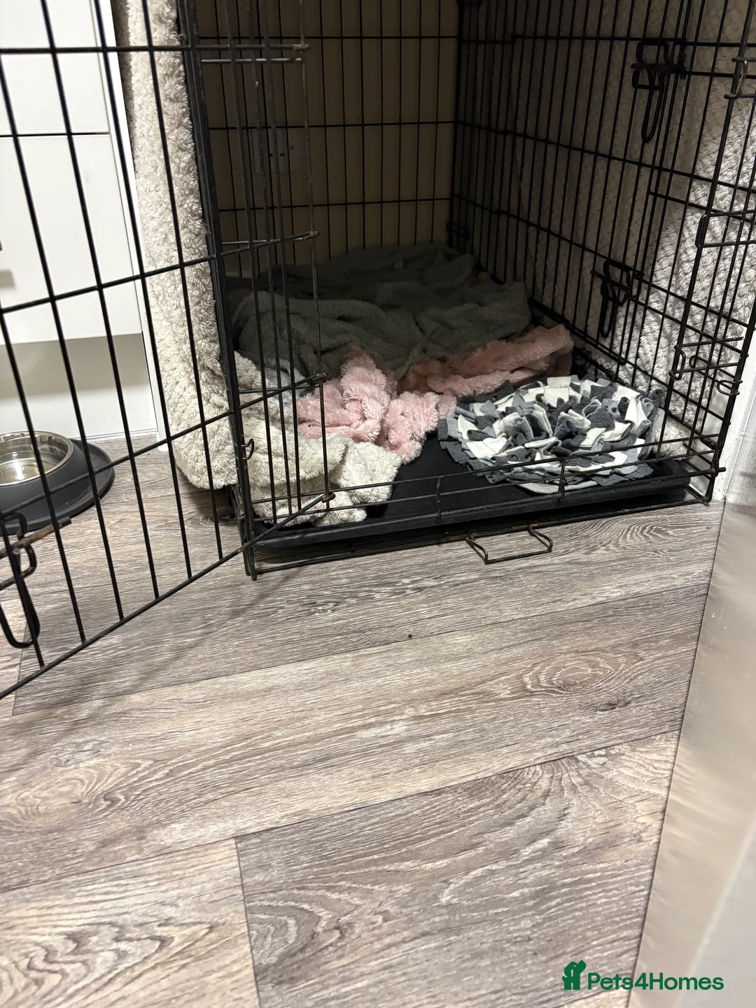 Dachshund dogs for sale: Short haired miniature dachshund puppy - Advert 4