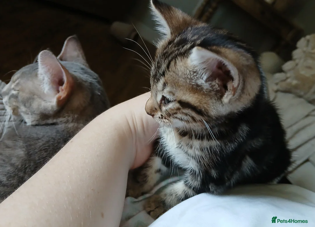 Bengal cats for sale: LAST OF HIS LITTER | KITTEN 3/4 Bengal Boy - Advert 7