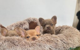 French Bulldog dogs for sale: Fluffy French Bulldogs/DNA Tested Parents  - Image 28