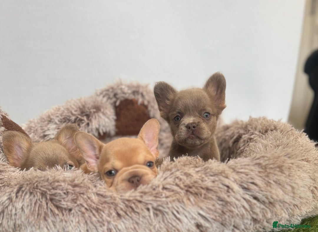 French Bulldog dogs for sale: Fluffy French Bulldogs/DNA Tested Parents  - Image 28