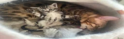 Bengal cats for sale: Beautiful Bengal kittens  in Chippenham - Advert 7
