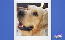 Golden Retriever dogs for stud: KCReg Well Proven Golden Stud, Health & DNA Tested in Wilmslow - Image 4