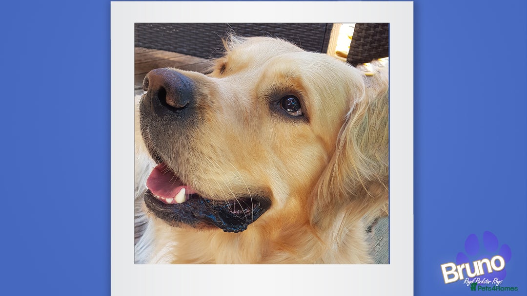 Golden Retriever dogs for stud: KCReg Well Proven Golden Stud, Health & DNA Tested in Wilmslow - Image 4