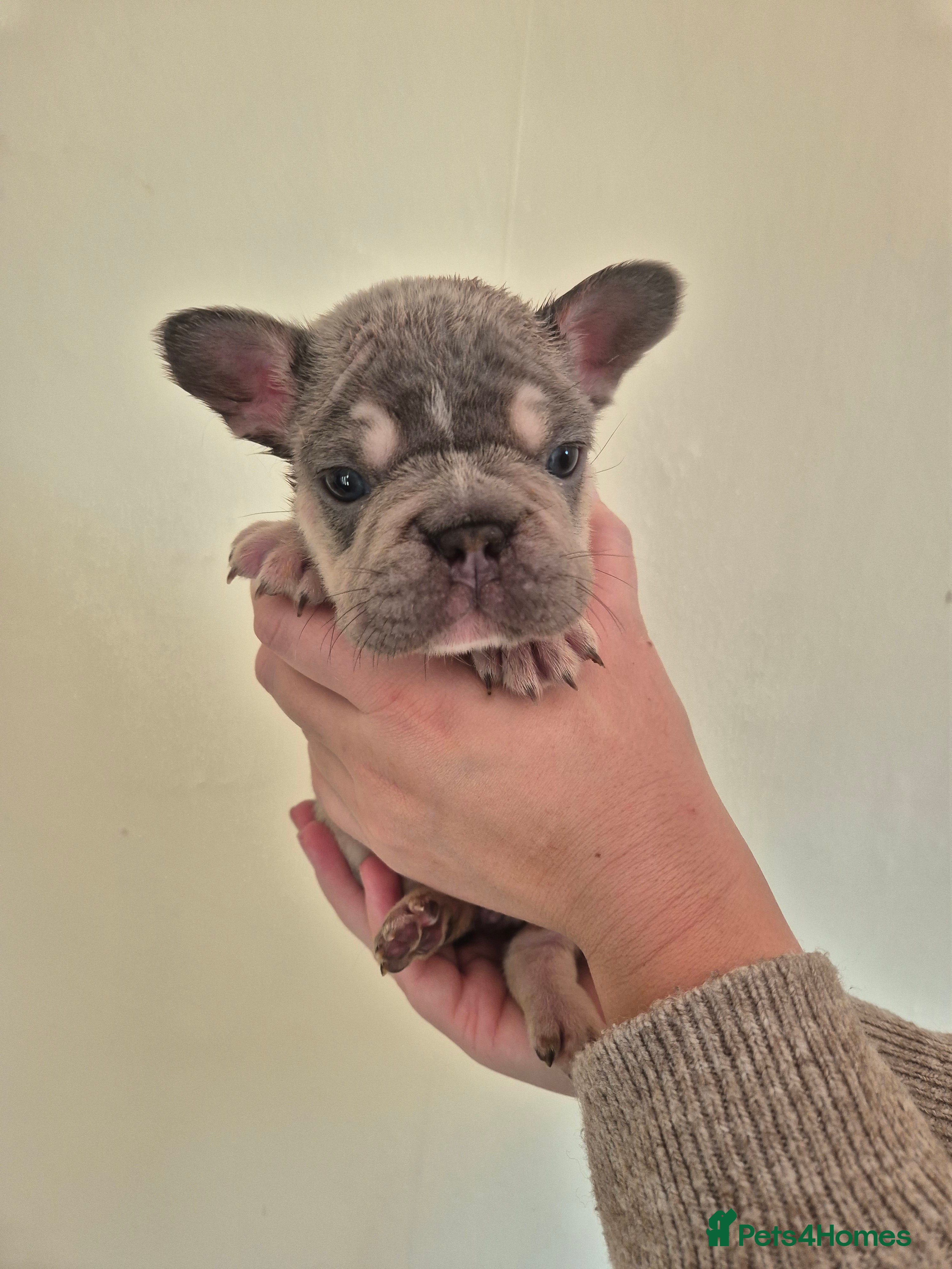 French Bulldog dogs Beautiful Frenchie Pups - Advert 1