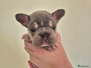French Bulldog dogs Beautiful Frenchie Pups - Advert 1