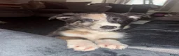 Mixed Breed dogs for sale: Malinios x Collie  - Advert 6