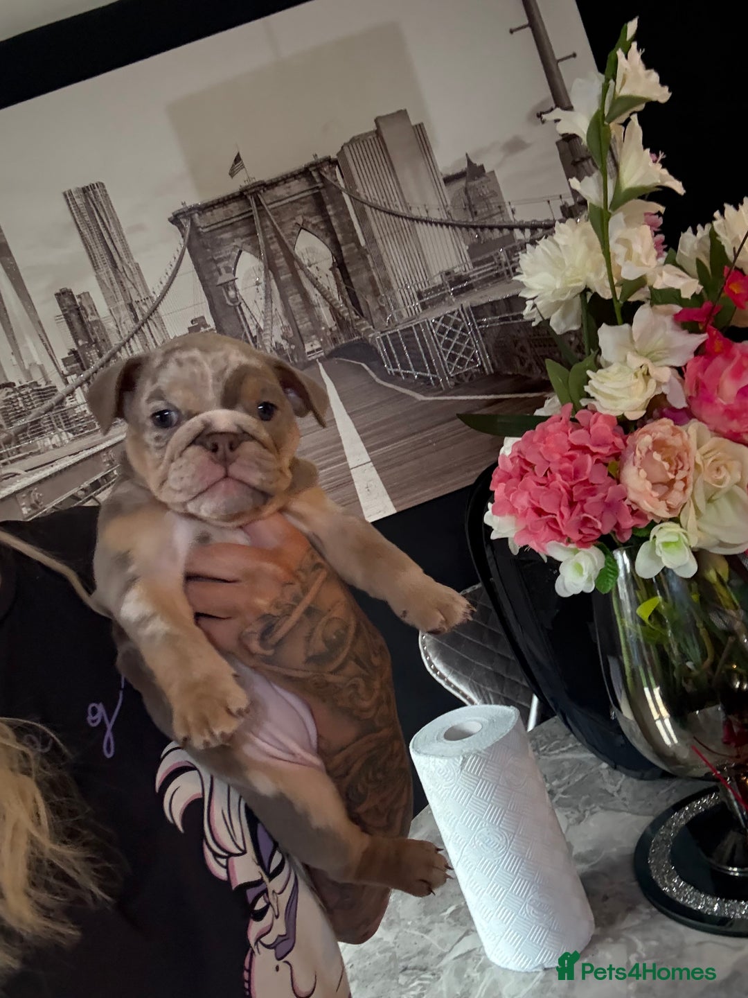 English Bulldog dogs for sale: 🌸 Lola 🌸 - Advert 4