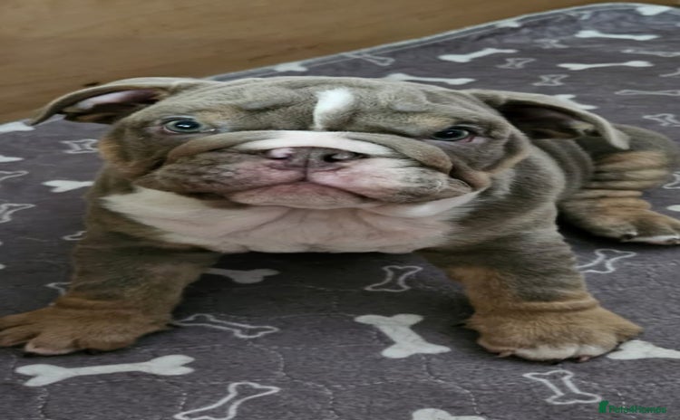 English Bulldog dogs - Advert 12