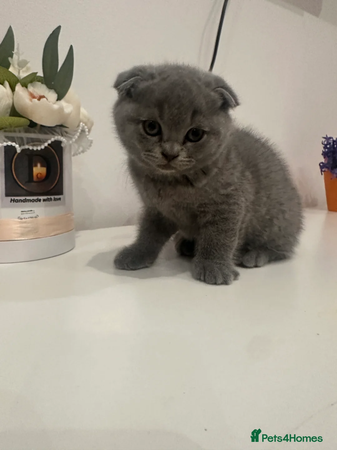 Mixed Breed cats for sale: kitten - Advert 7
