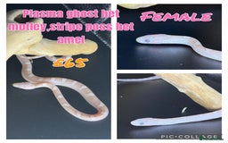 Corn Snake reptiles for sale: Different variations of lavender corn snake babies - Image 3
