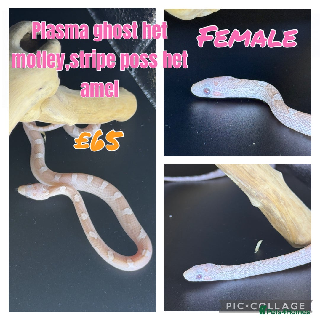 Corn Snake reptiles for sale: Different variations of lavender corn snake babies - Image 3