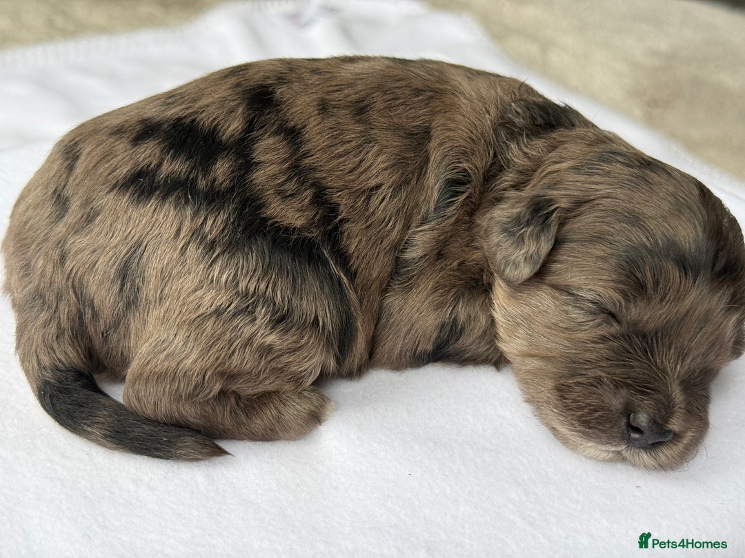 Cockapoo dogs for sale: F1B TOY COCKAPOO’S - Advert 7