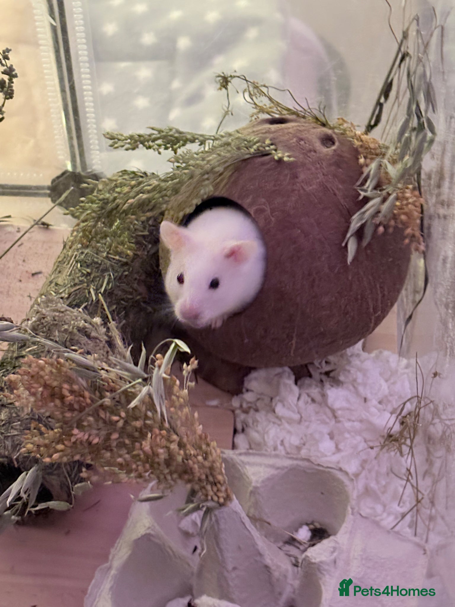 Hamster rodents for sale: Syrian hamster cage and all accessories included  - Advert 12