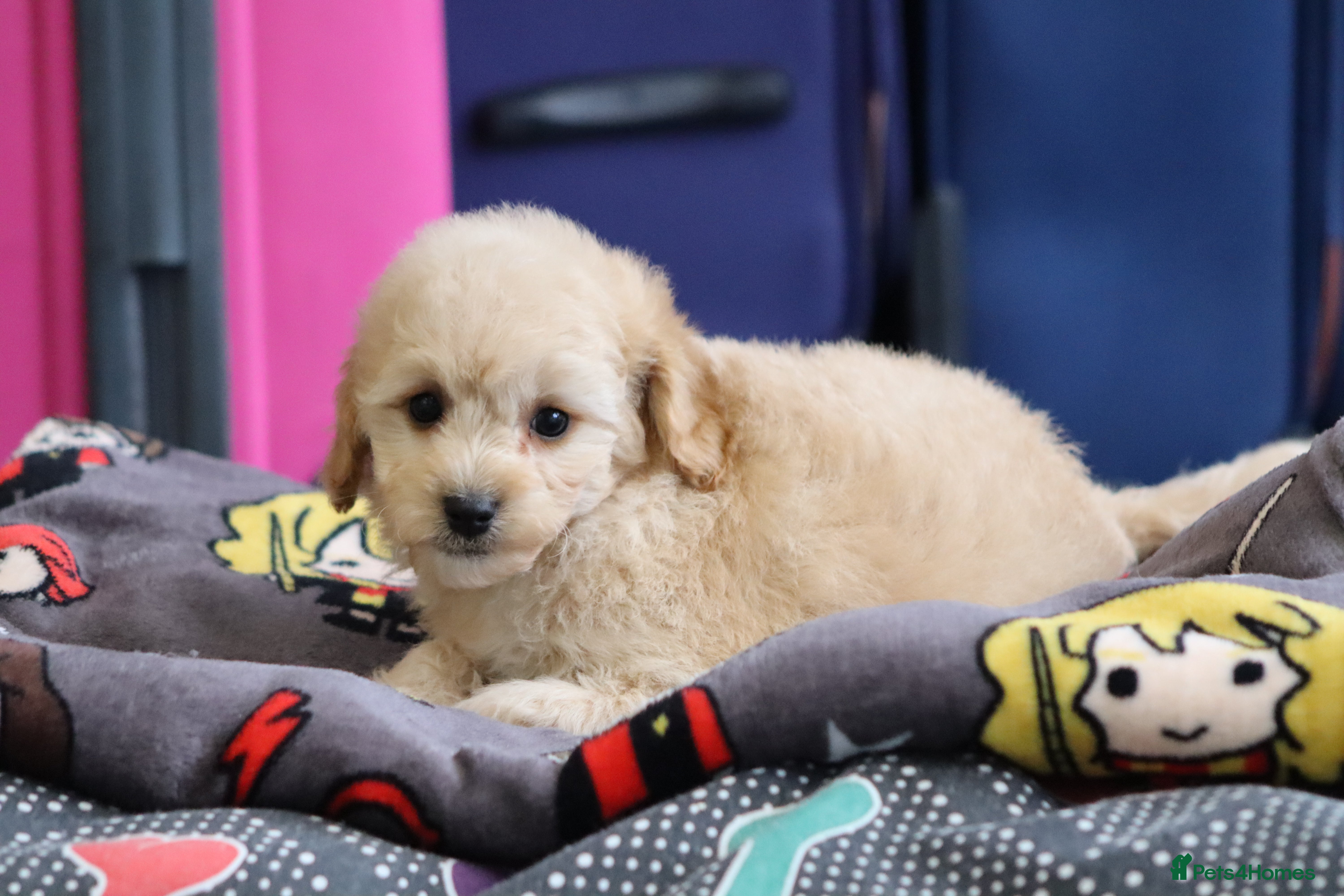 Cavapoochon dogs Cavapochon puppies for sale - Advert 1