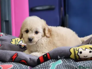 Cavapoochon dogs Cavapochon puppies for sale - Advert 3