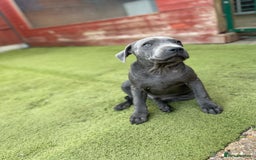 Staffordshire Bull Terrier dogs for sale:  ‼️Blue Staffordshire Bull Terrier boy ‼️  - Image 4