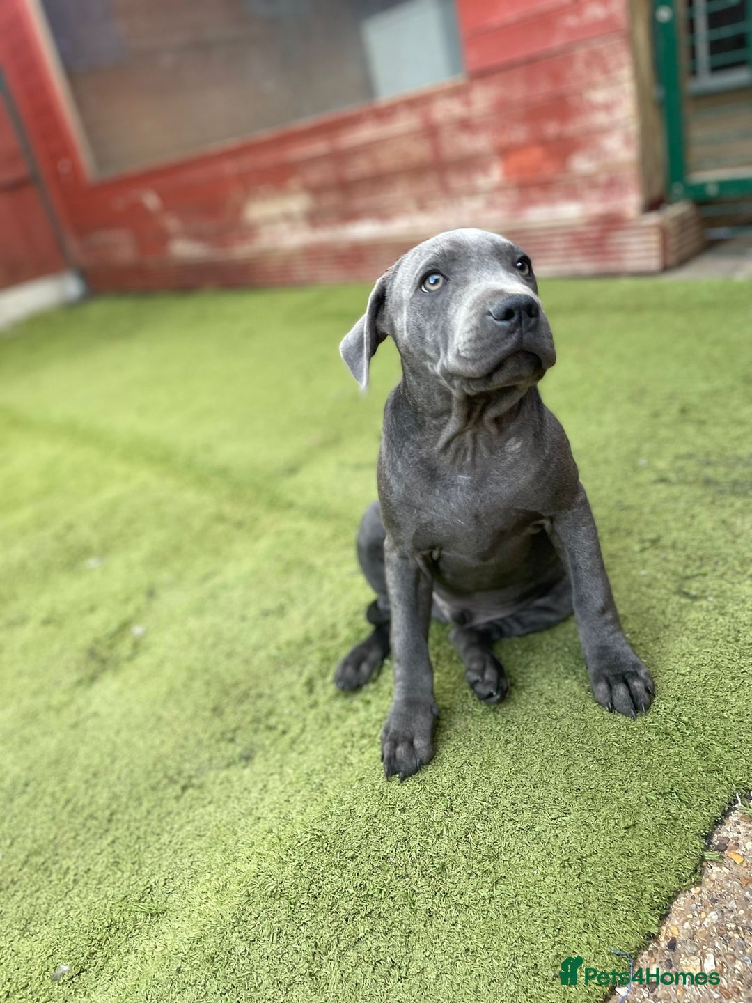 Staffordshire Bull Terrier dogs for sale:  ‼️Blue Staffordshire Bull Terrier boy ‼️  - Image 4
