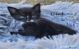 Maine Coon cats for sale: 3 weeks old 3 male 1 female  - Image 4
