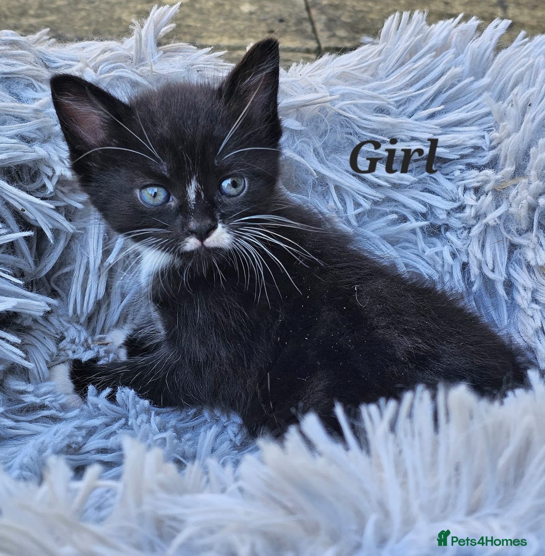 Maine Coon cats for sale: 3 weeks old 3 male 1 female  - Image 4