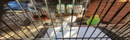 Budgerigars birds for sale: 4x budgie chicks £40 each ready now - Advert 8