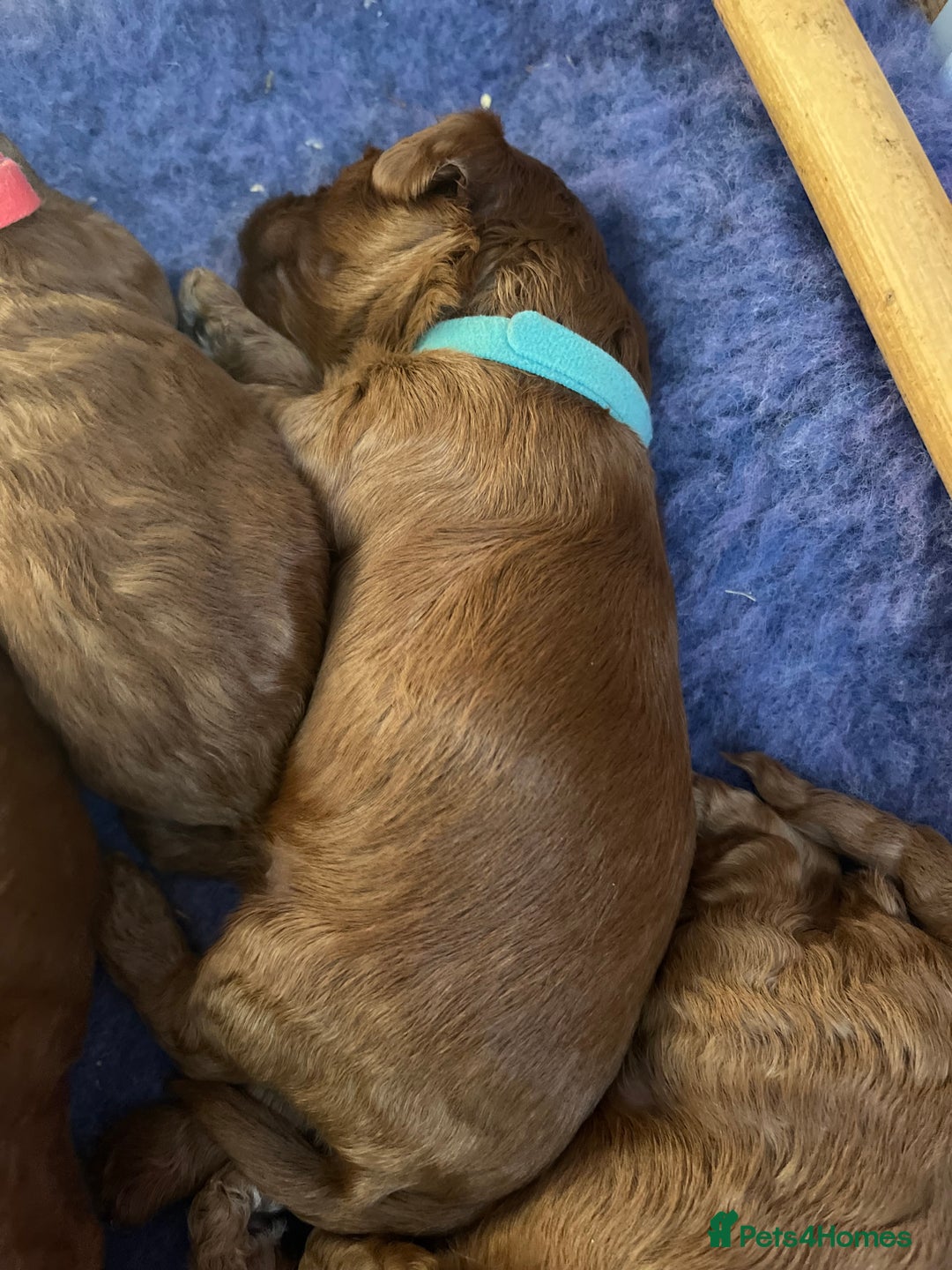 Cockapoo dogs for sale: Gorgeous F1b fox red cockapoo puppies  - Image 25