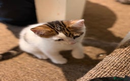 British Shorthair cats for sale: 2 beautiful boys ready for their home - Advert 9