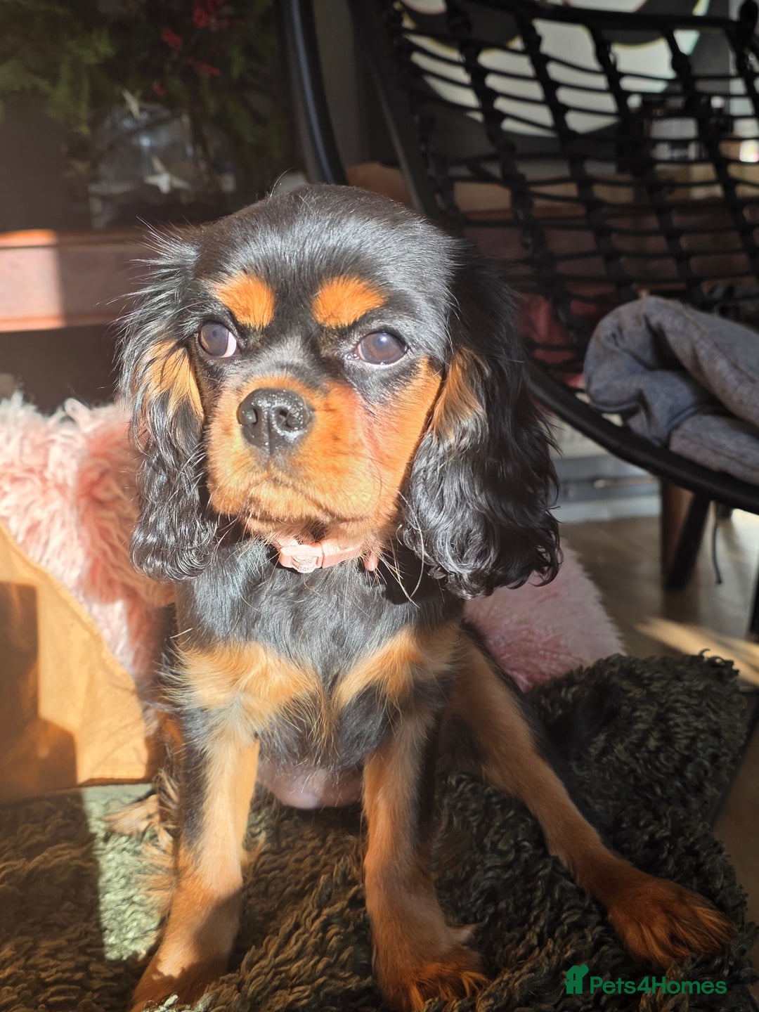 Cavalier King Charles Spaniel dogs for sale: KC reg cavalier king charles puppy - Advert 8