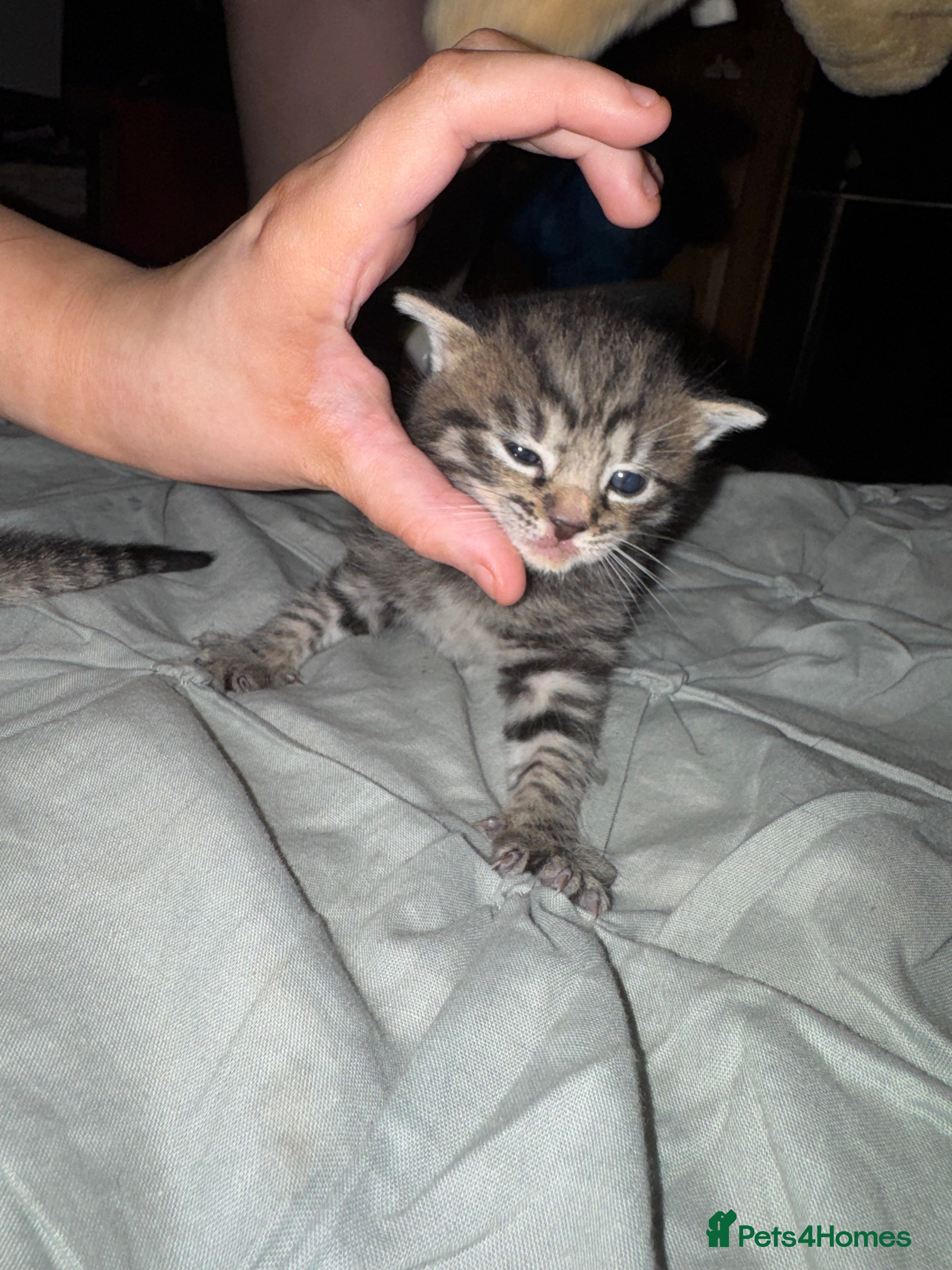 Mixed Breed cats Kittens  - Advert 3