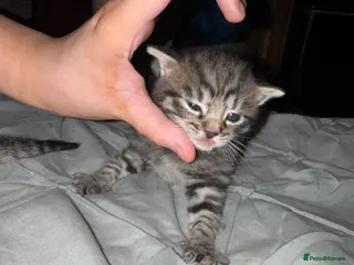 Mixed Breed cats Kittens - Advert 8