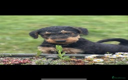 Airedale Terrier dogs for sale: Just 2 KC Registered Airedale Boys Available  in Kettering - Image 8