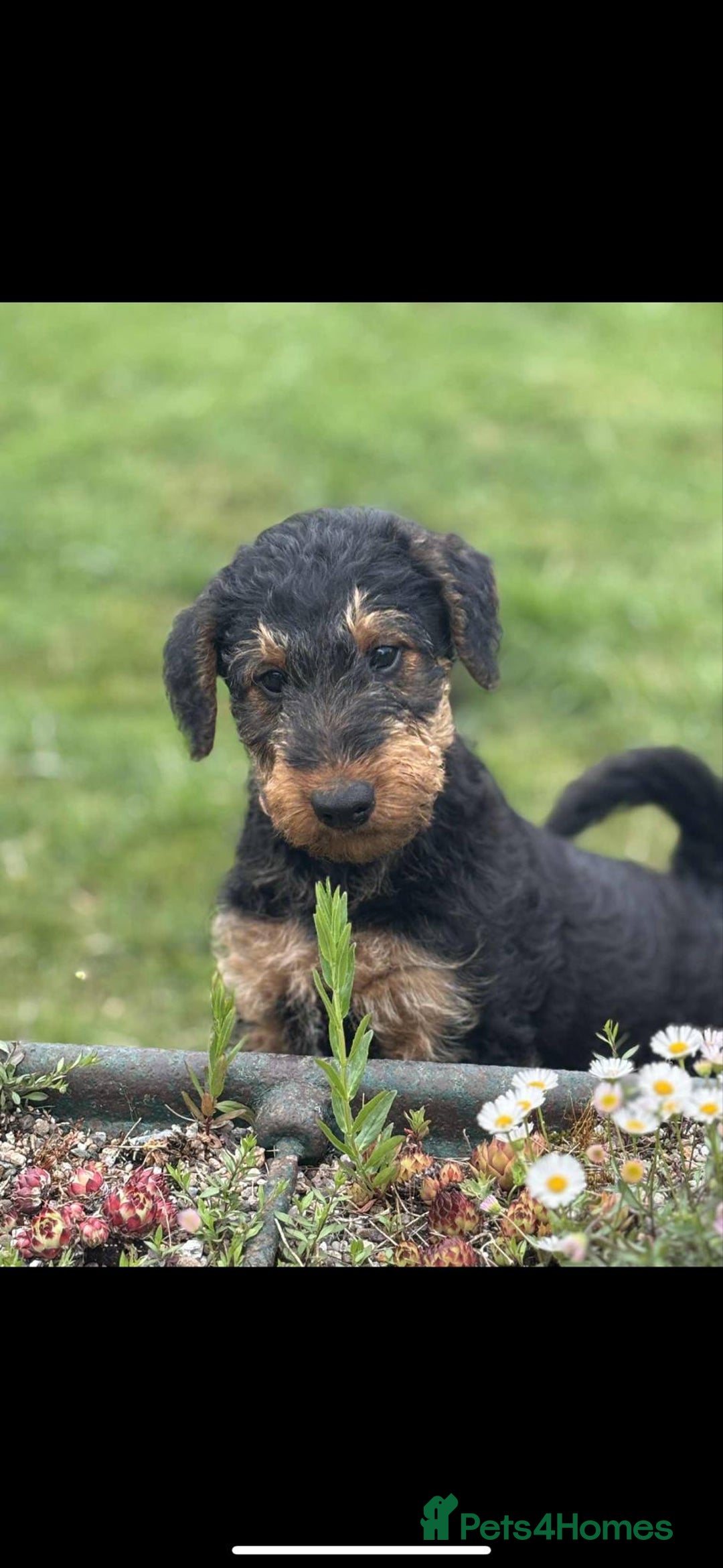 Airedale Terrier dogs for sale: Just 2 KC Registered Airedale Boys Available  in Kettering - Image 8