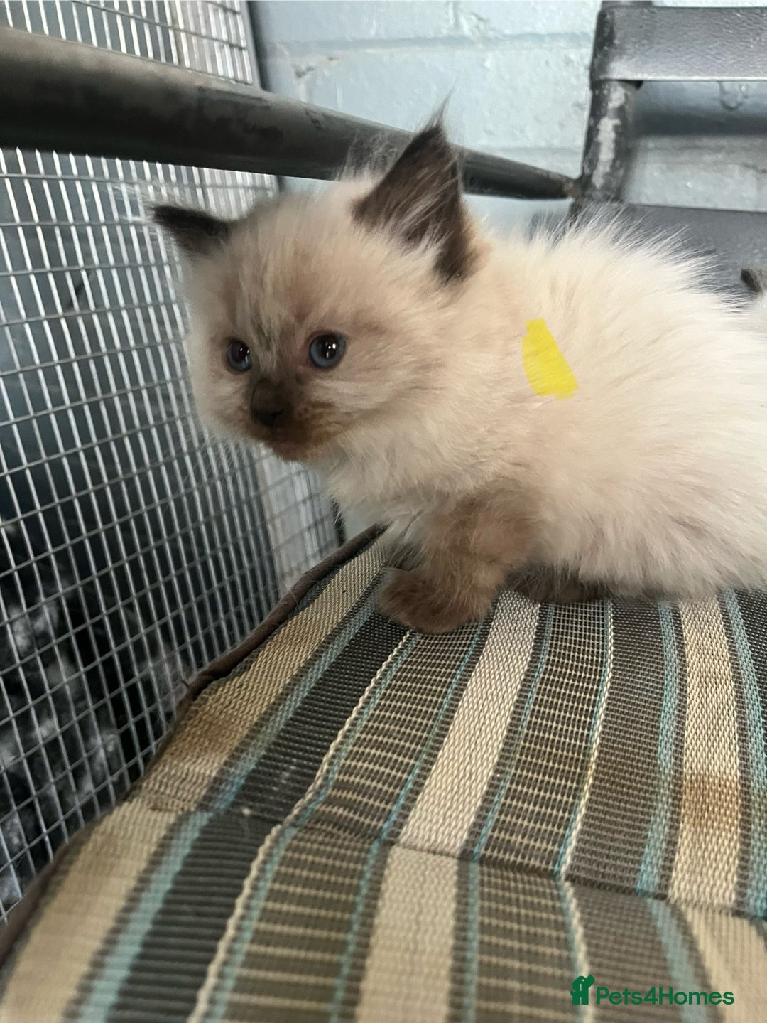 Ragdoll cats for sale: Ragdoll kittens READY NOW  - Image 5