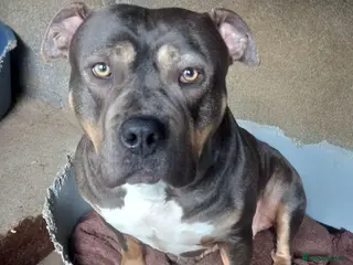 Olde English Bulldogge dogs olde english bulldogee in Ripon - Advert 6