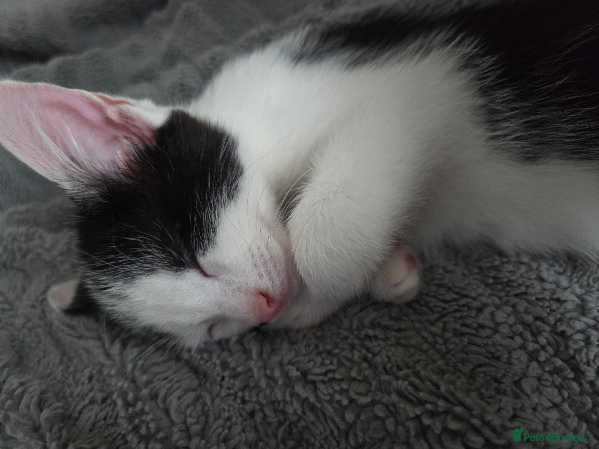Mixed Breed cats 1 boy remaining , ready to leave - Advert 18
