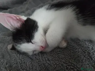 Mixed Breed cats 1 boy remaining , ready to leave - Advert 18