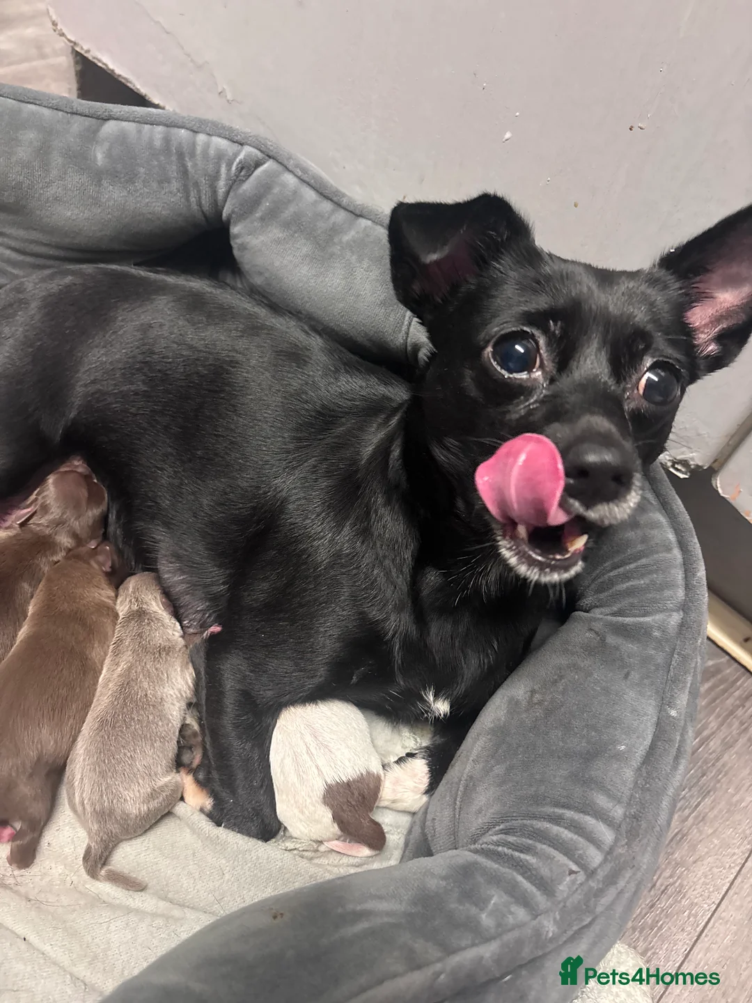 Chihuahua dogs for sale: Chihuahua puppy - Advert 7