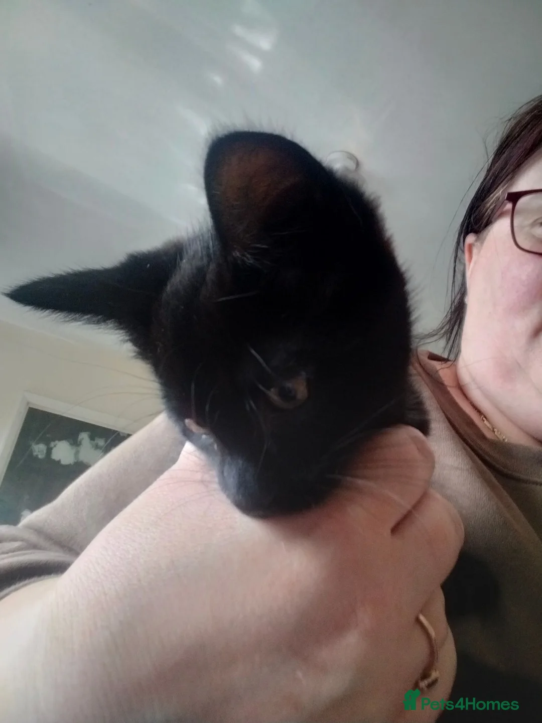 Domestic Shorthair cats for sale: 'Oreo' black -male  in Maryport - Advert 1