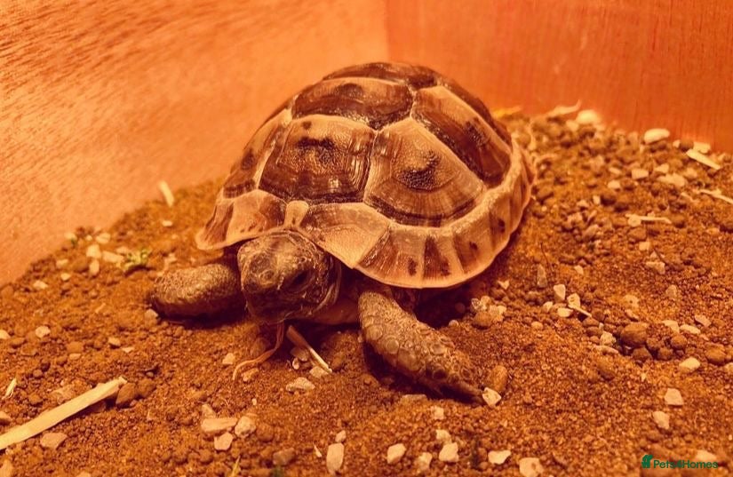Tortoise reptiles Mediterranean Spur Thighed Tortoise - Advert 2
