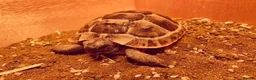 Tortoise reptiles for sale: Mediterranean Spur Thighed Tortoise - Advert 2
