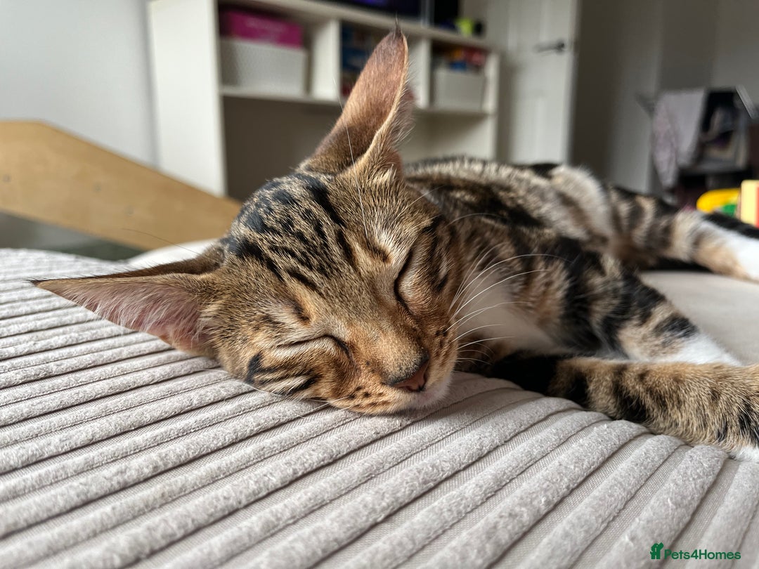 Bengal cats for sale: Half bengal half tabby kitten 17 weeks  - Image 4