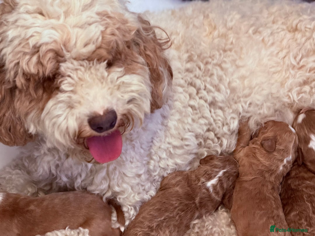 Mixed Breed dogs for sale: Australian Labradoodle  - Image 2
